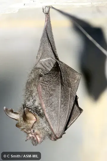 Rhinolophus beddomei beddomei.  Also as Bedomme's Horseshoe Bat.  Might be Rhinolophus perniger perniger, Northern Woolly Horseshoe Bat.