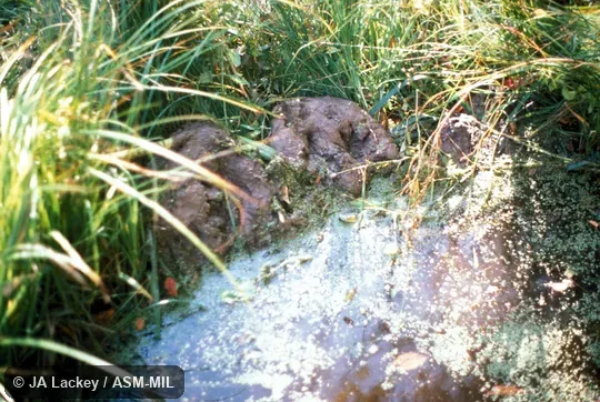 Tracks and small mud pile removed from canal by beaver.  Also as American Beaver, Canadian Beaver.