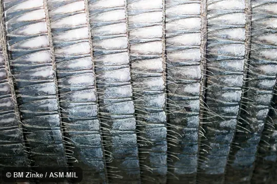 Formerly Dasypus novemcinctus mexicanus.  Also as Common Long-nosed Armadillo, Nine-banded Armadillo.