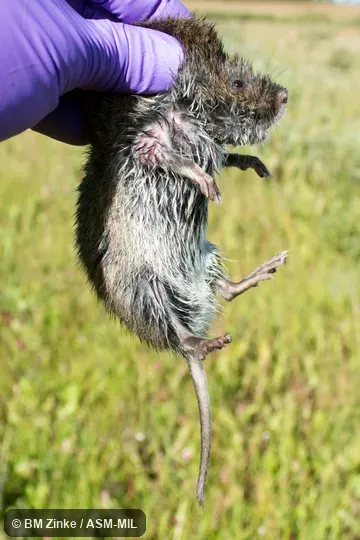 Also as Richardson's Meadow Vole|Richardson's Vole|Richardson's Water Vole.