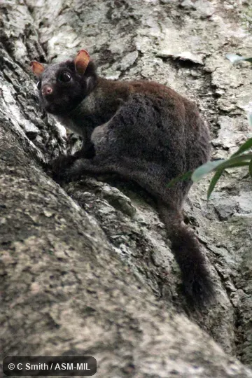 Also as Derby's Flying Squirrel|Lord Derby's Flying Squirrel|Lord Derby's Scaly-tailed Flying Squirrel|Lord Derby's Scaly-tailed Squirrel.