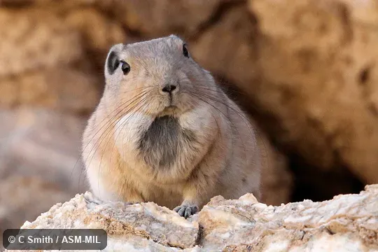 Also as Atlas Gundi|North African Gundi|Northern Gundi.