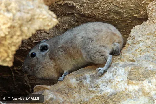 Also as Atlas Gundi, North African Gundi, Northern Gundi.