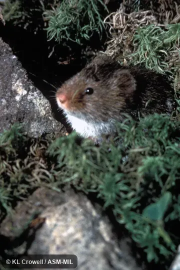Side view of anterior part of body.  Also as Yellow-nosed Vole.
