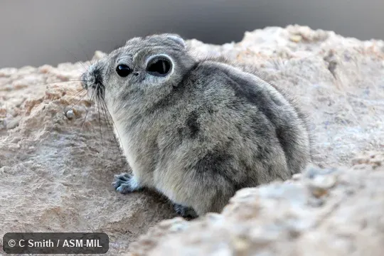 Also as Atlas Gundi, North African Gundi, Northern Gundi.
