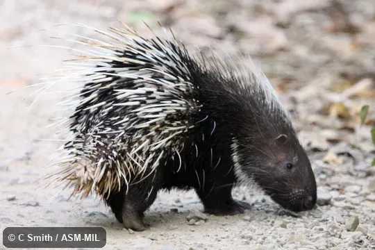 Also as Himalayan Crestless Porcupine|Hodgson's Porcupine. Also as Himalayan Crestless Porcupine|Hodgson's Porcupine.