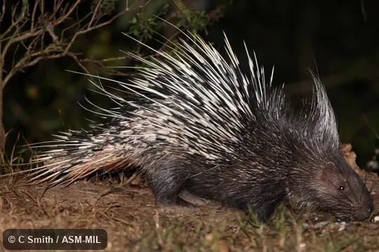 Also as Himalayan Crestless Porcupine, Hodgson's Porcupine.