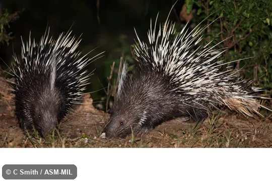 Also as Himalayan Crestless Porcupine, Hodgson's Porcupine.