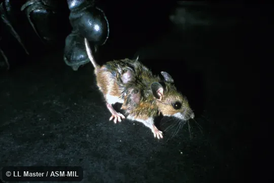 Animal infested with botfly (Cuterebra) larvae.  Peromyscus leucopus noveboracensis.  Also as White-footed Mouse.