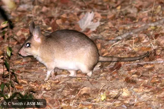 Also as Votsovotsa|Malagasy Giant Jumping Rat.