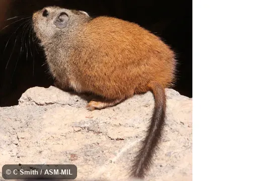 Also as Dassie Rat|Rock Rat.