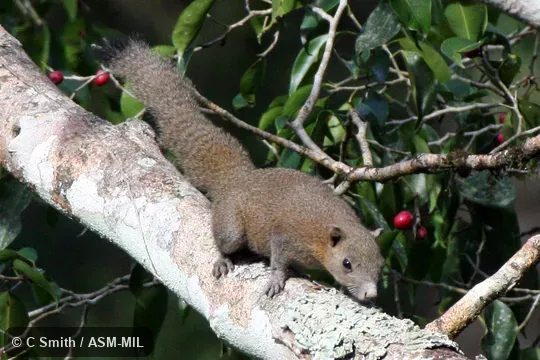 Formerly Gray-bellied Squirrel.