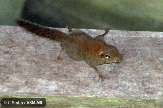 Individual of 1001556