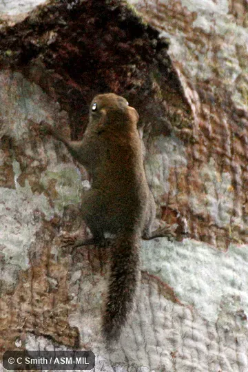 Individual of 1001556