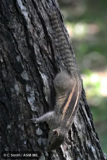 Identified by Richard Thorington.  Also as Common Palm Squirrel, Three-striped Palm Squirrel.