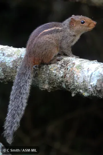 Identified by Richard Thorington.  Also as Common Palm Squirrel, Three-striped Palm Squirrel.