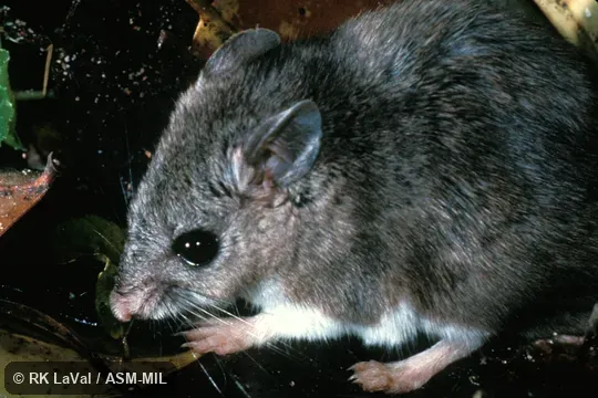 Close-up view of anterior part of body