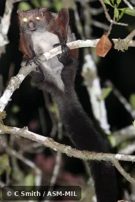 Also as Large Brown Flying Squirrel.