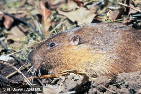 Close-up of female's head.  Formerly Thomomys bottae.  Also as Valley Pocket Gopher.