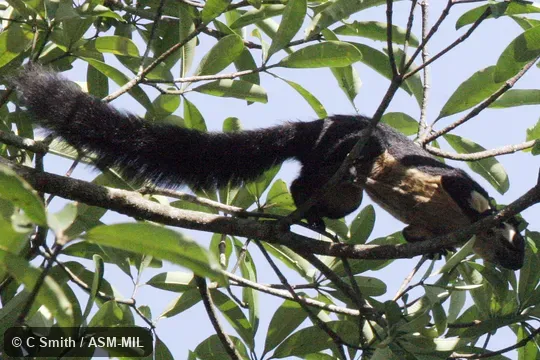 Also as Black-and-white Giant Squirrel|Malayan Giant Squirrel.