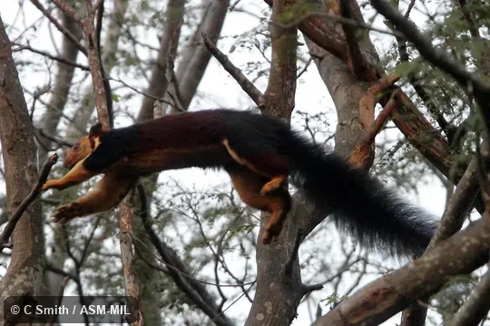 Also as Malabar Giant Squirrel.