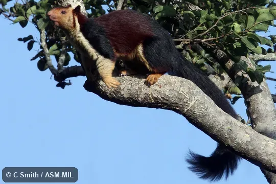 Also as Malabar Giant Squirrel.