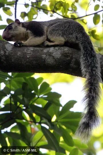 Also as Grizzled Giant Squirrel.