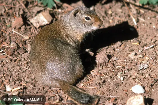 Side view.  Formerly Spermophilus armatus.