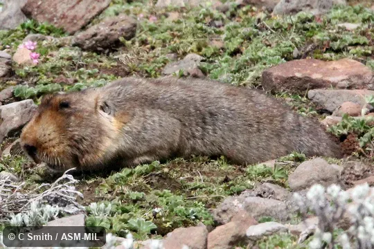 Also as Big-headed Mole-rat|Giant Mole-rat|Ethiopian African Mole Rat.