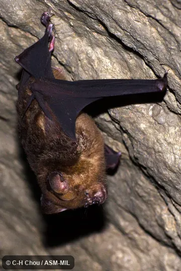 Hipposideros armiger terasensis.  Also as Great Leaf-nosed Bat · Great Roundleaf Bat · Great Himalayan Leaf-nosed Bat.