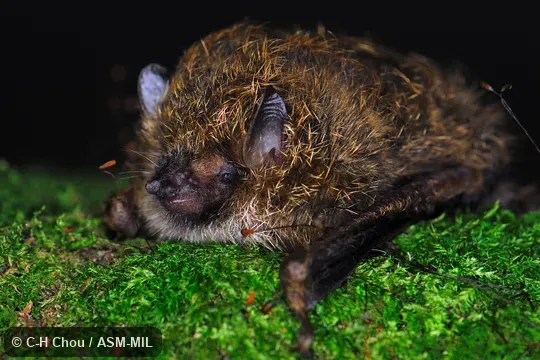 Also as Golden-haired Tube-nosed Bat|Taiwan Tube-nosed Ba.