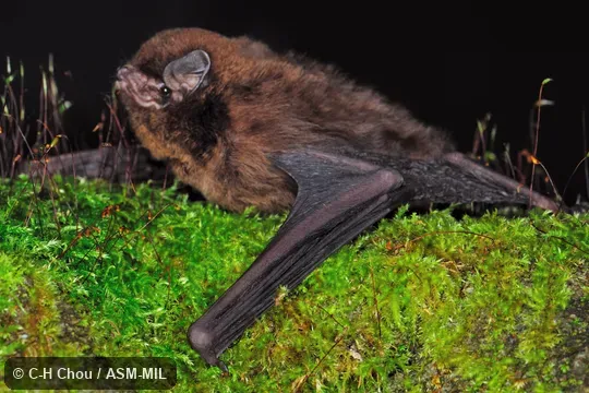 Formerly Miniopterus schreibersii fuliginosus.  Also as Asian Bent-winged Bat|Eastern Bent-winged Bat|Eastern Long-fingered Bat.   Formerly in Vespertilionidae.