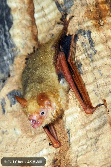 Also as Hodgson's Bat|Hodgson's Myotis.