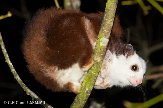 Formerly as Petaurista alborufus lena, Red-and-white Giant Flying Squirrel.