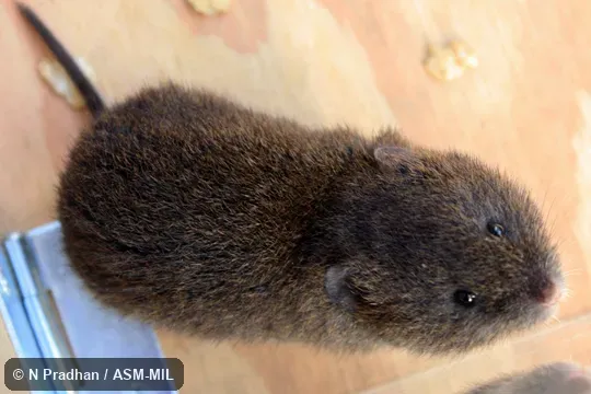 Also as Sikkim Vole.