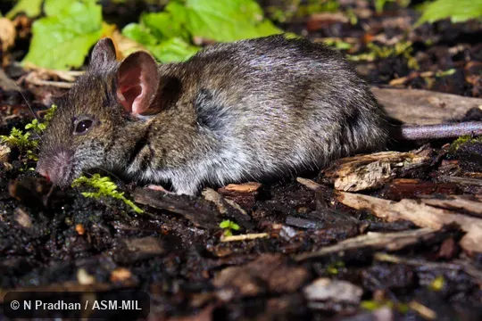 Also as Himalayan Field Mouse|Himalayan Wood Mouse. Also as Himalayan Field Mouse|Himalayan Wood Mouse.