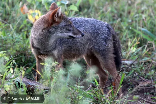 Canis aureus naria.  Also as Asiatic Jackal, Common Jackal.