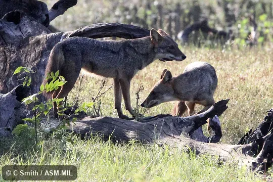 Canis aureus naria.  Also as Asiatic Jackal, Common Jackal.