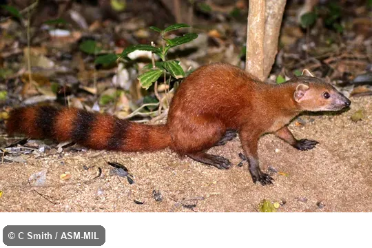 Also as Ring-tailed Vontsira, Vontsira, Vontsira Mena, Kokia, Vontsika.