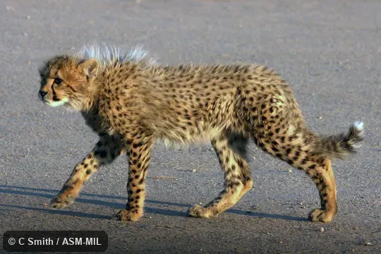 Individual of 1005979