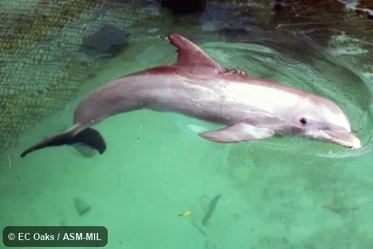 Side view.  Formerly in order Cetacea.  Also as Black Porpoise|Bottlenose Dolphin.