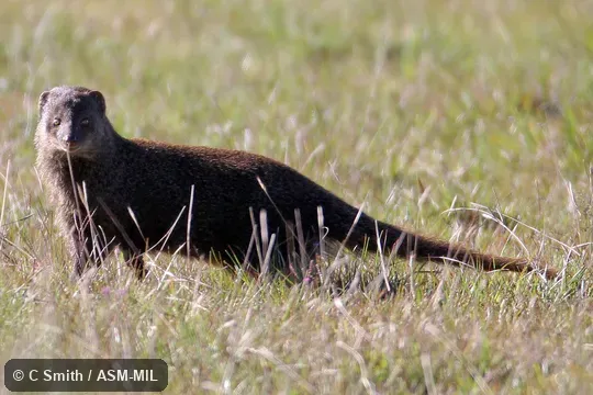 Formerly Herpestes fuscus.