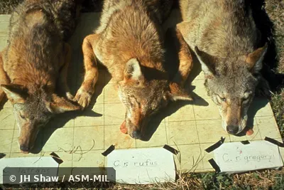 View of three anesthetized animals arranged for comparison. Identified as Coyote (Canis latrans) and two subspecies of Red Wolf (Canis rufus rufus and Canis rufus gregoryi). Formerly as Canis lupus rufus and Canis lupus gregoryi, Wolf. View of three anesthetized animals arranged for comparison. Identified as Coyote (Canis latrans) and two subspecies of Red Wolf (Canis rufus rufus and Canis rufus gregoryi). Formerly as Canis lupus rufus and Canis lupus gregoryi, Wolf.
