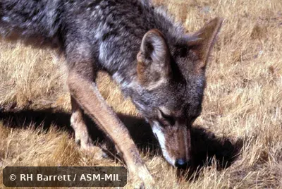 Close-up view of male's head and forequarters.  Also as Brush Wolf|Prairie Wolf.