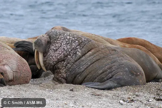 Odobenus rosmarus rosmarus, Atlantic Walrus.