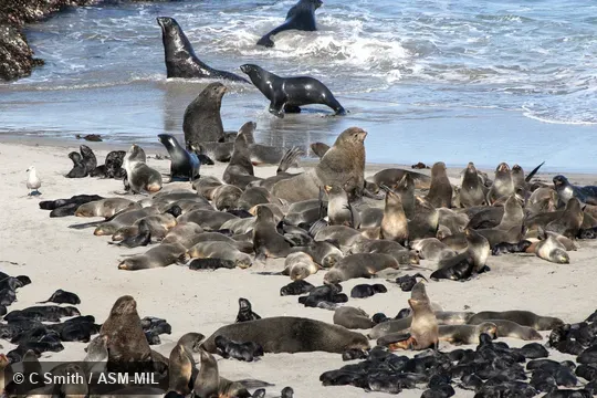 Also as Alaskan Fur Seal, Pribilof Fur Seal.