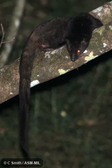 Also as Jerdon's Palm Civet.