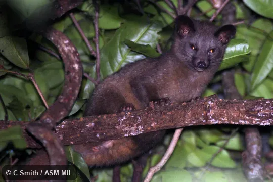 Originally identified by Colin Groves as Paradoxurus montanus, Sri Lankan Brown Palm Civet.