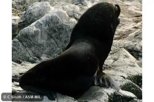 Formerly Arctophoca australis.  Also as Falkland Fur Seal, Peruvian Fur Seal, Southern Fur Seal.
