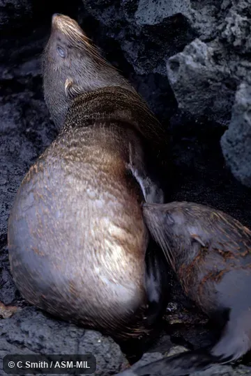 Formerly Arctophoca galapagoensis.  Also as Galapagos Islands Fur Seal.